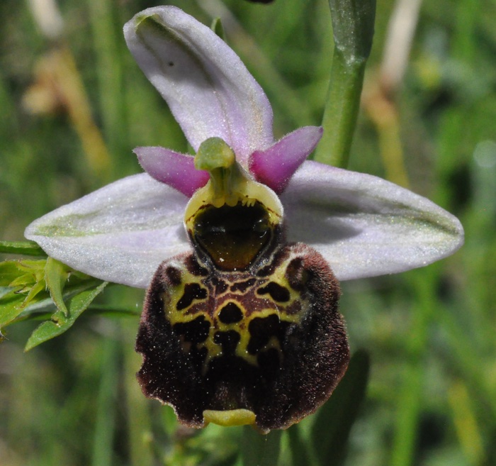 Ophrys frelon Ophrys frelon